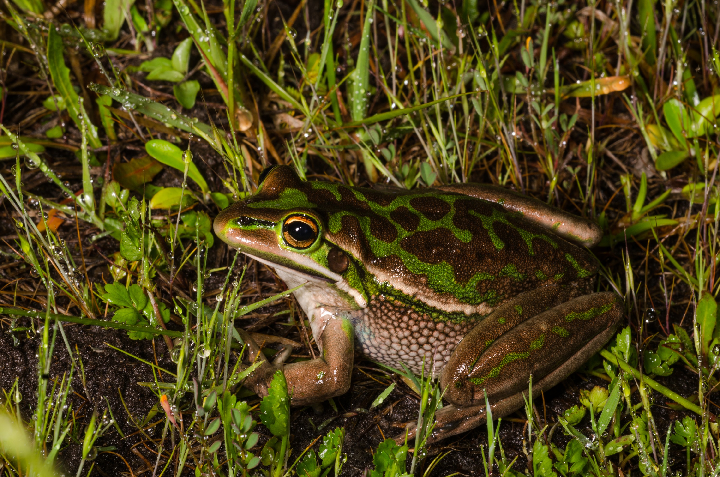 DSC_2202 – Crispin, reptiles, amphibians, rare, cold, blood, new, new zealand, zealand, nz